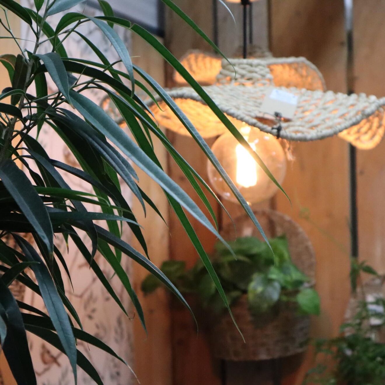 grön växt och lampa, trädgårdsinspiration hos växtkraft