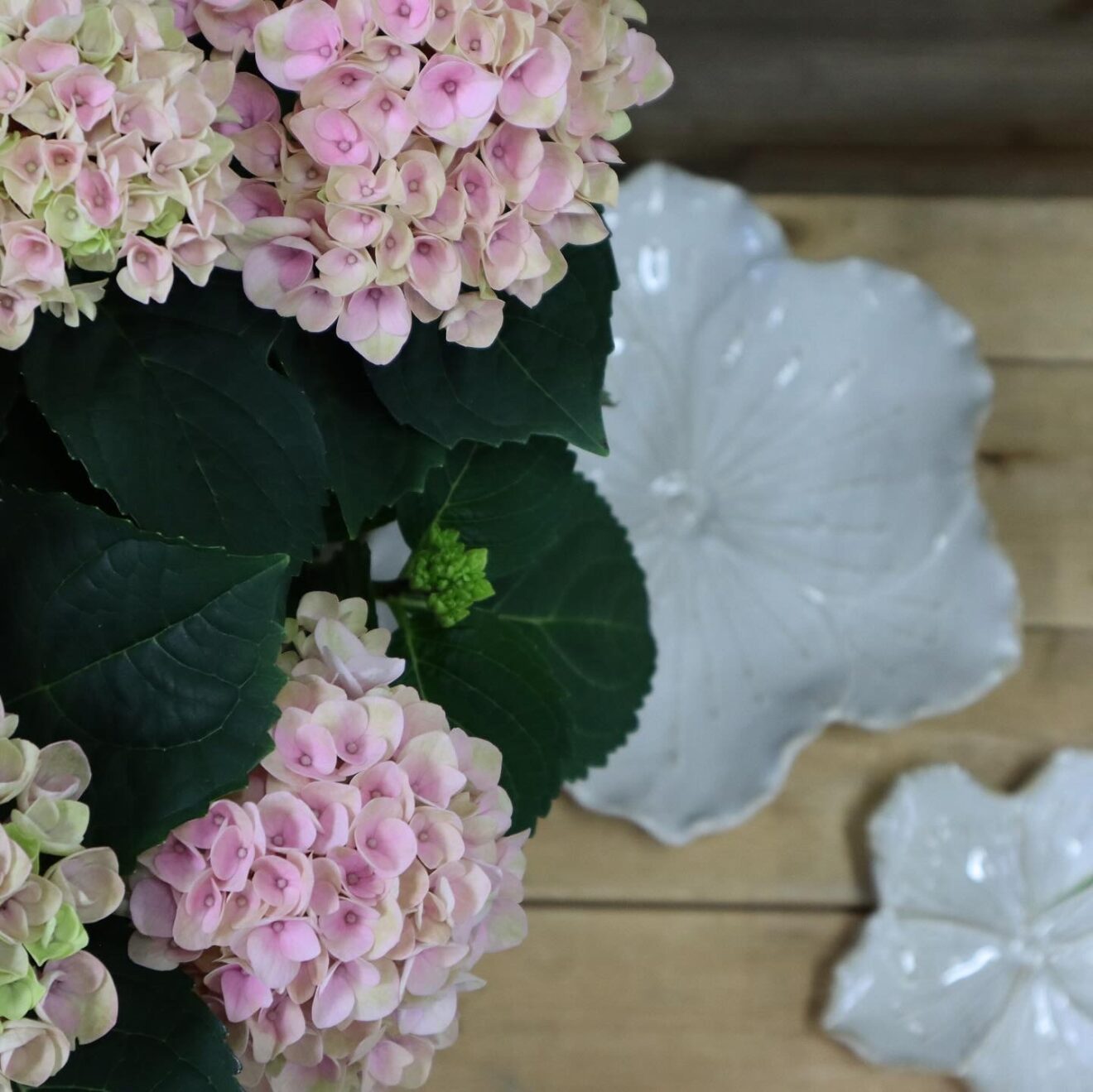 rosa hortensior med mörkgröna blad, bredvid dekorativa vita fat