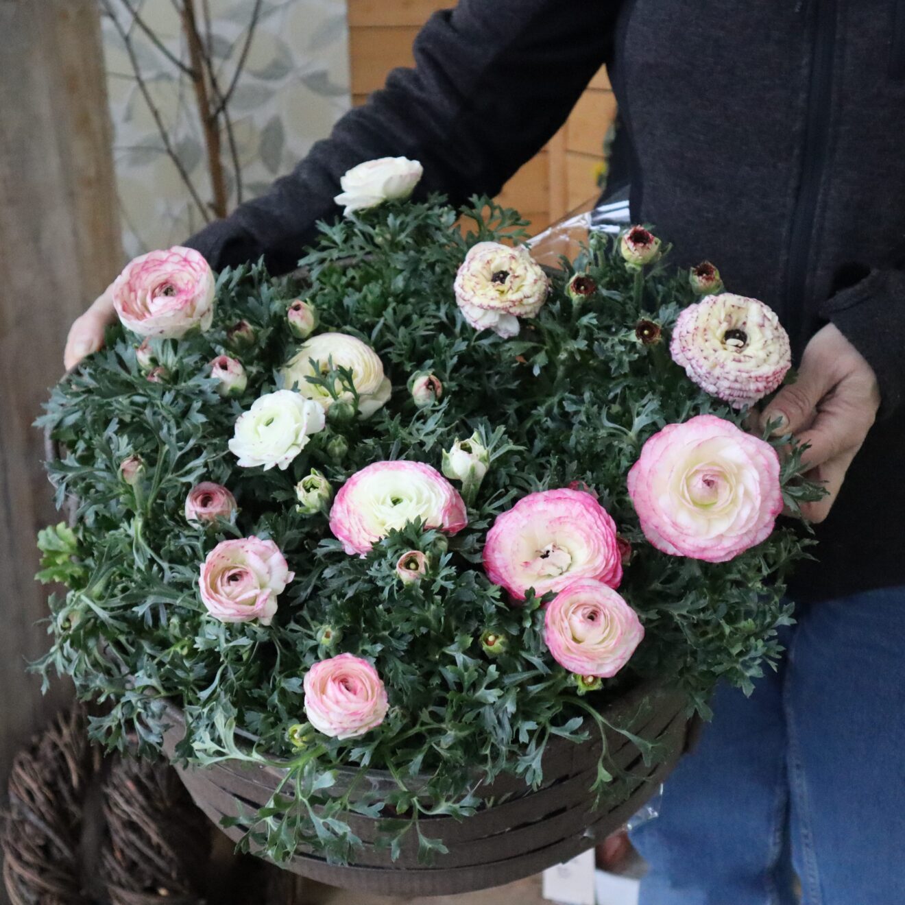 Rund plantering fylld med ranunkelblommor i rosa och vitt, trädgårdsinspiration