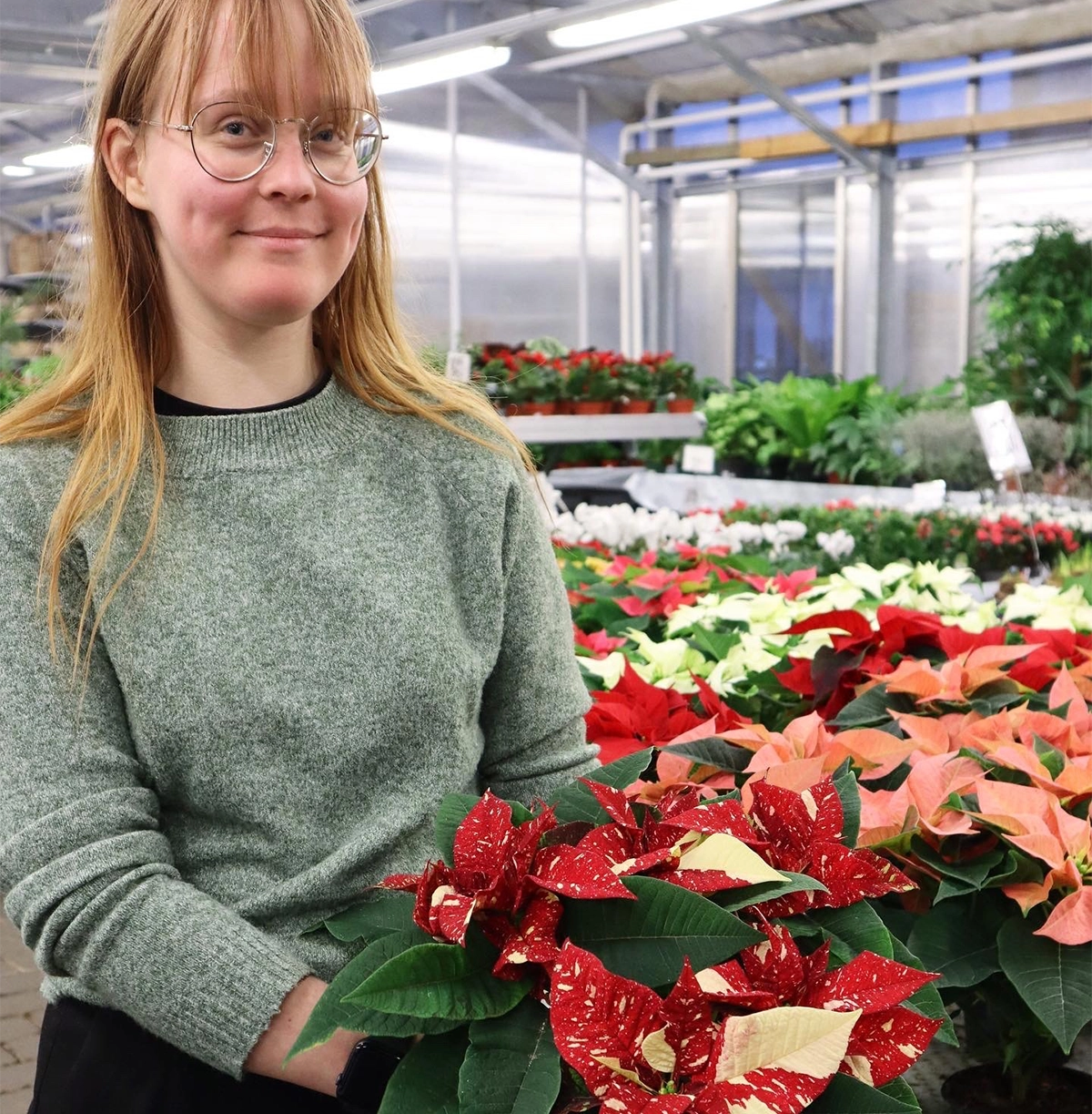 Florist bland julstjärnor i växthuset hos Växtkraft Vetlanda