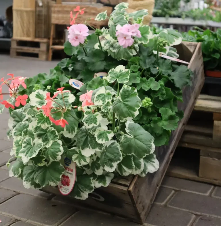 perenn, pelargon, pelargoner i träback, blomsteraffär
