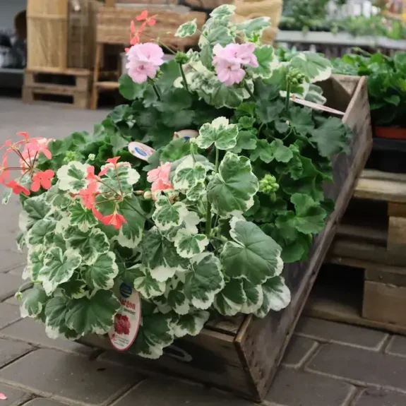 perenn, pelargon, pelargoner i träback, blomsteraffär